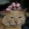 meowaboutit