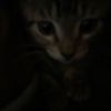 nepharie