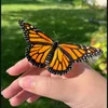 papula_573