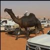y_7sj