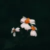 thichkhongns