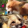 fallinlovewithkitsune