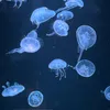 puni___co