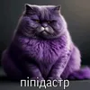 Пипидастр
