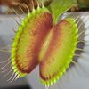 carnivorousplantsjourney