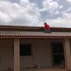 ronaldowoppnardin