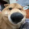 mew gì vậy ᥫ᭡