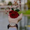 red rose