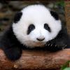helenpanda04
