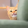 petsocute8