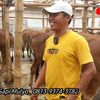 purnomo.sapi.mulyo