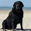 nanny.dog3