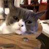 that1blepcat