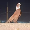 mort_202