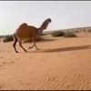 فهد عبد المحسن الشيباني