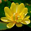 nguyen_hoang_lien
