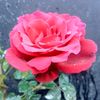 user6882501212527