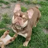 french_bulldog_in_action