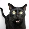 madcat441