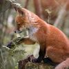 fox8583