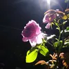 thanhvan_.11