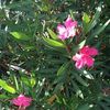 airesflowers6
