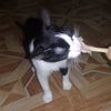 oreo_kee