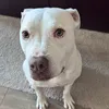 gwyn_the_puppington