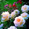 khursheedahmad700