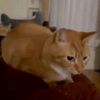 CAT BOING