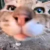 kot_hocok03