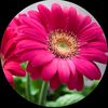 manal330000