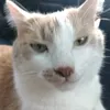 cahafanik