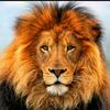 el_______bokhit_____adam