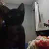 alexandrejunior7694