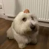 arthurchrll