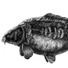 SigmaCarp