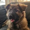 EvieTheGsd