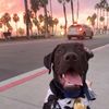 maverickandgoose.dog