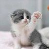 cutepetlittlechildren