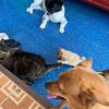 dog3cat1_family