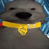 its_yo_boi2010
