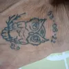 massimiliano.micc