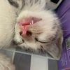 puputchii