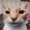 dinky_king1