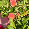 pl1318