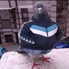 gg43633