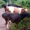 kiplangatkurgat72gmail.c