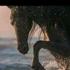 rootyr2020