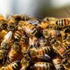 valley_bee_and_pest